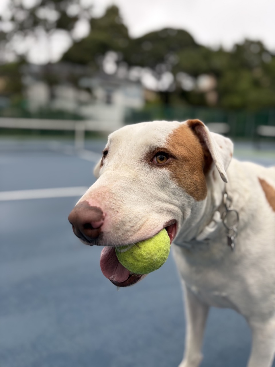 Sharki with a tennis ball